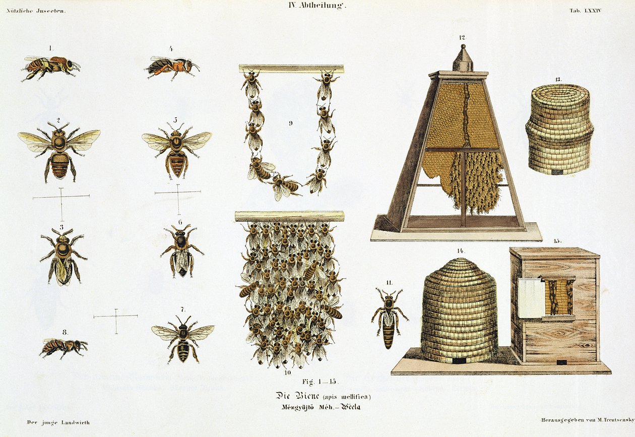 「ヤングランドスマン」からのミツバチと養蜂、1845年にウィーンで公開 作： マティアス・トレントセンスキー