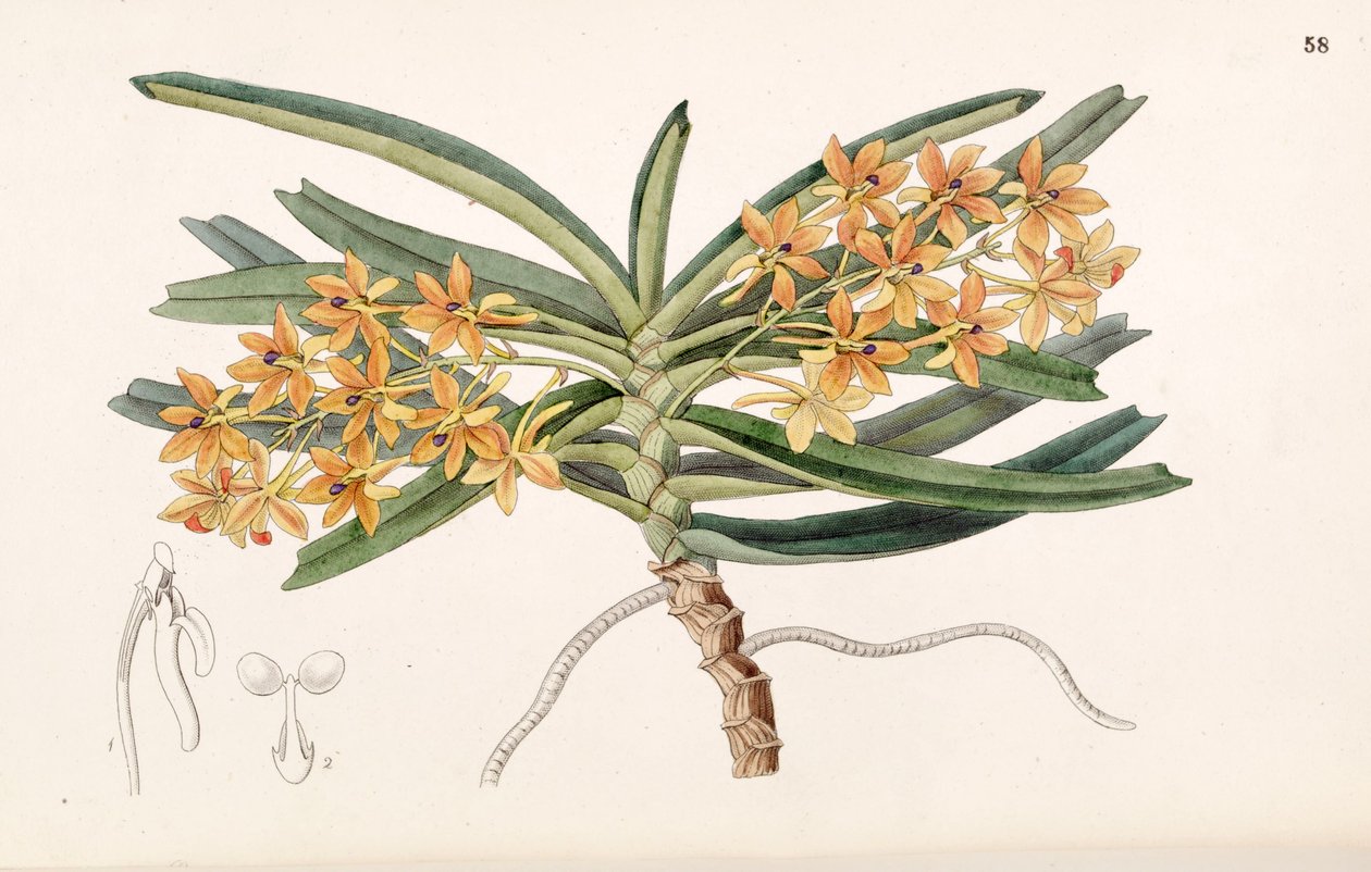 Ascocentrum miniatum（syn。Saccolabium miniata） 作： ミス・ドレイク
