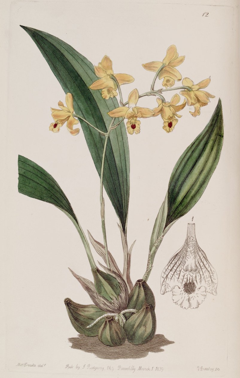 Bifrenaria vitellina（同上Maxillaria vitellina） 作： ミス・ドレイク