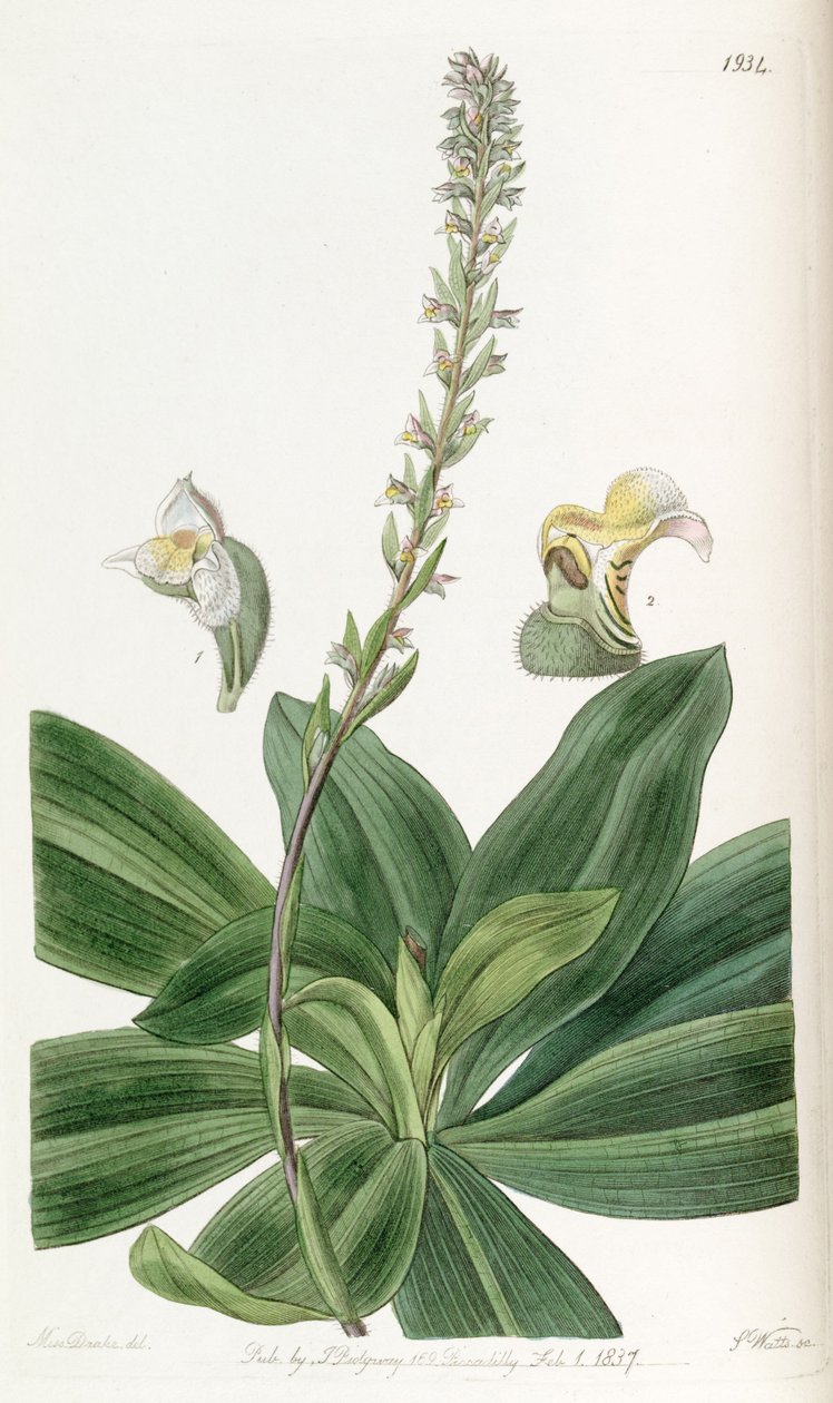 Brachystele bracteosa（syn。Spiranthes bracteosaとして） 作： ミス・ドレイク