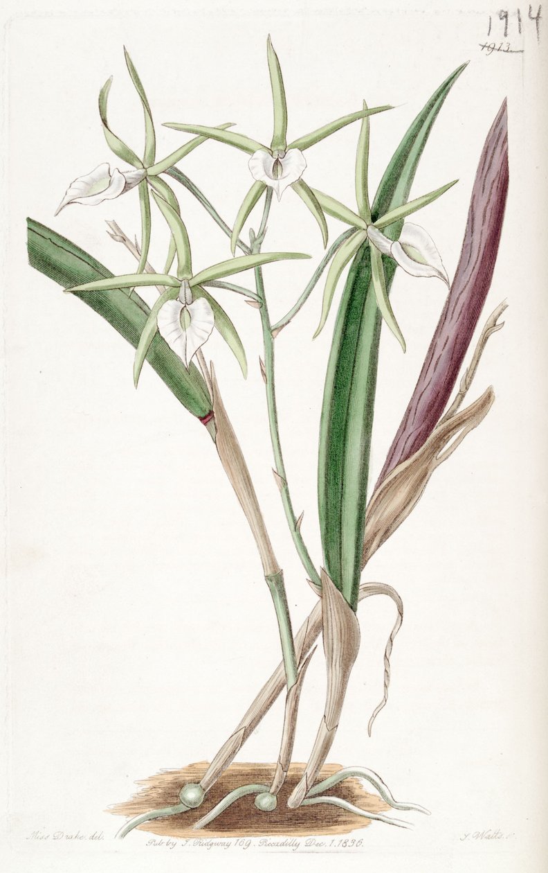 Brassavola subulifolia（syn。Brassavola cordataとして） 作： ミス・ドレイク