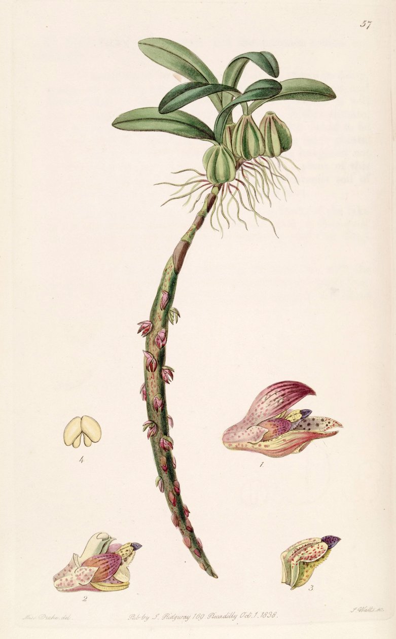 Bulbophyllum bracteolatum（スペルトのBolbophyllum bracteolatum） 作： ミス・ドレイク