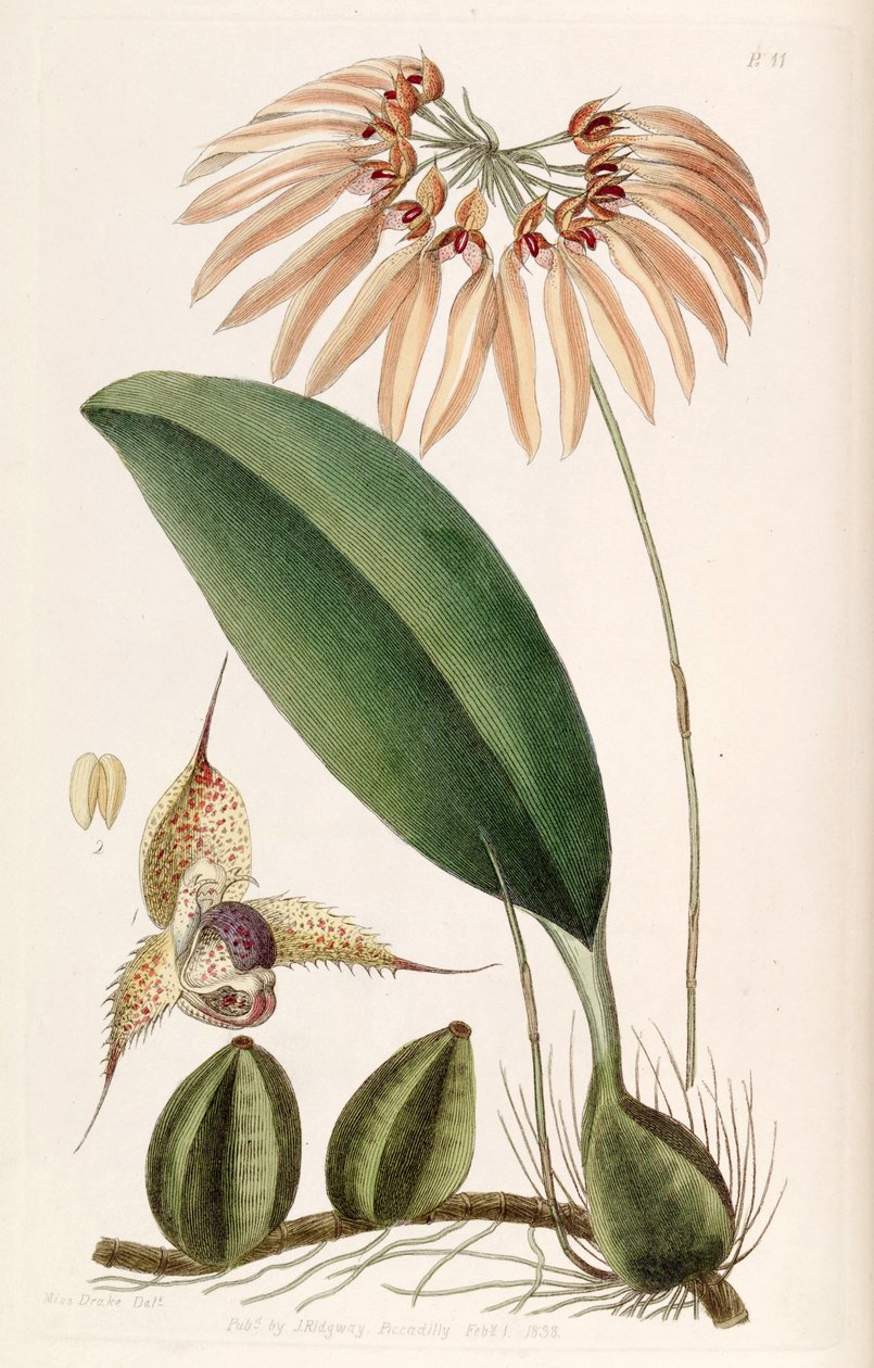 Bulbophyllum eberhardtiiまたはBulbophyllum longiflorum（syn。Cirrhopetalum thouarsiiとして） 作： ミス・ドレイク