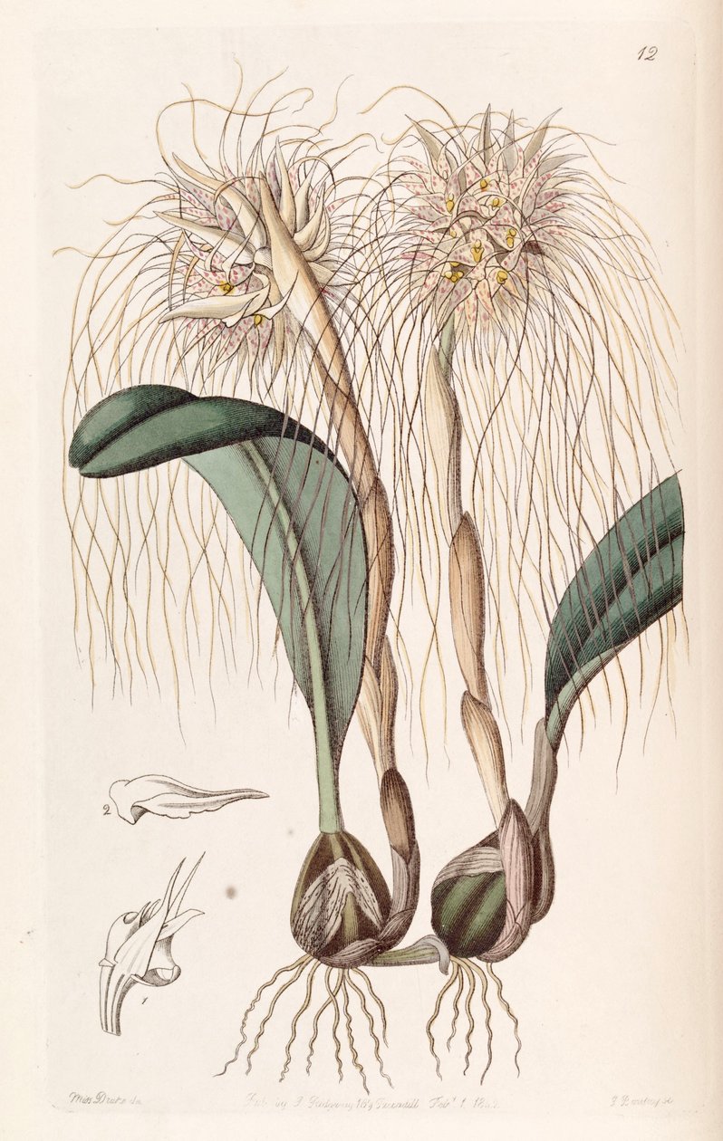 Bulbophyllum medusae（syn。Cirrhopetalum medusaeとして） 作： ミス・ドレイク