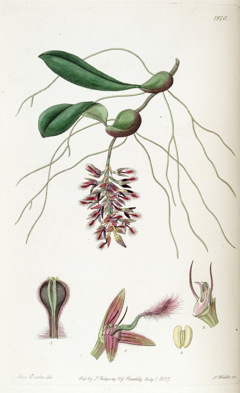 Bulbophyllum salatorium（スペルドボルボフィラムサルタリウム） 作： ミス・ドレイク