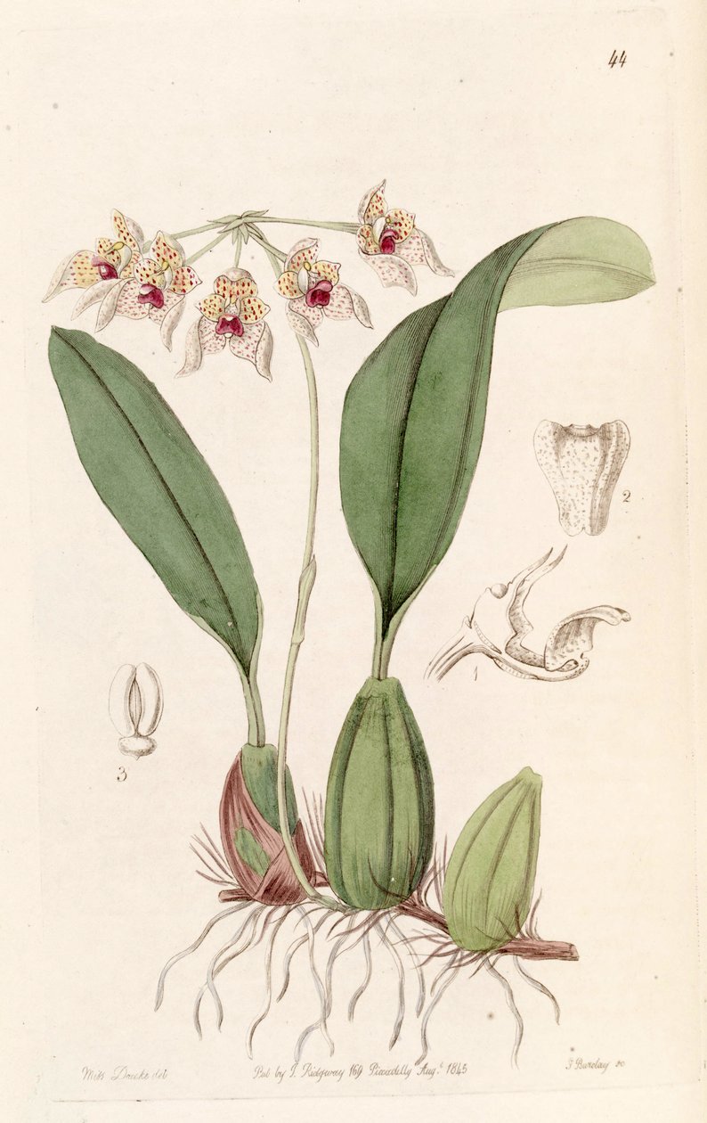 Bulbophyllum umbellatum（スペルトのBolbophyllum umbellatum） 作： ミス・ドレイク