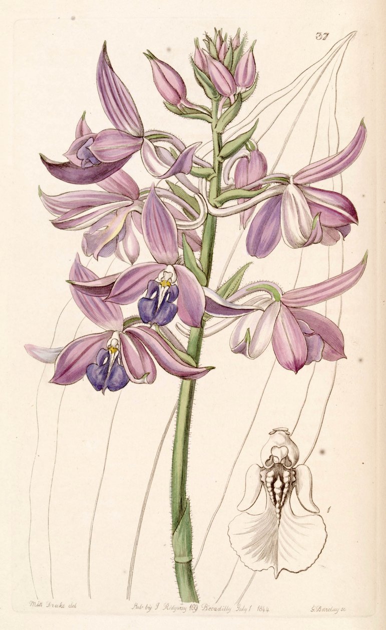 Calanthe sylvatica（syn。Calanthe masucaとして） 作： ミス・ドレイク