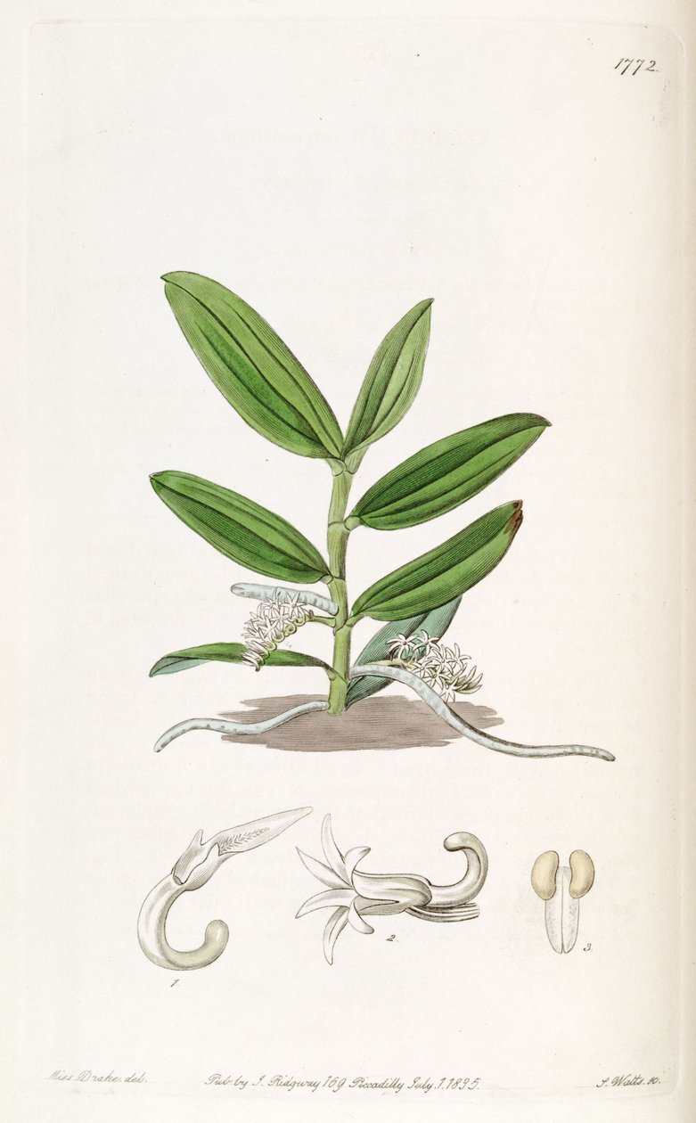 Campylocentrum mioranthum（同義語Listrostachys mioranthum） 作： ミス・ドレイク