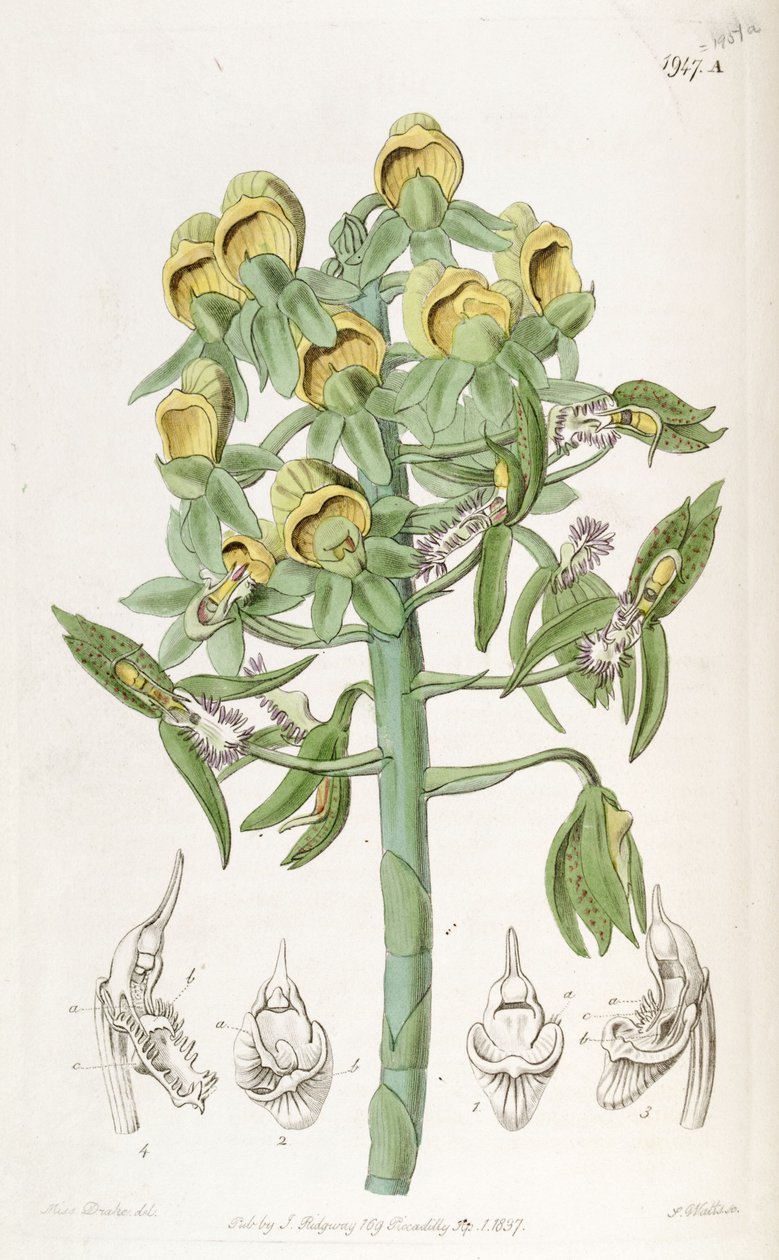 Catasetum cristatum、雌花（上）と雄花（下）。ジョンリンドリー博士によってMonochanthus cristatusおよびMyanthus cristatusと誤って説明された 作： ミス・ドレイク