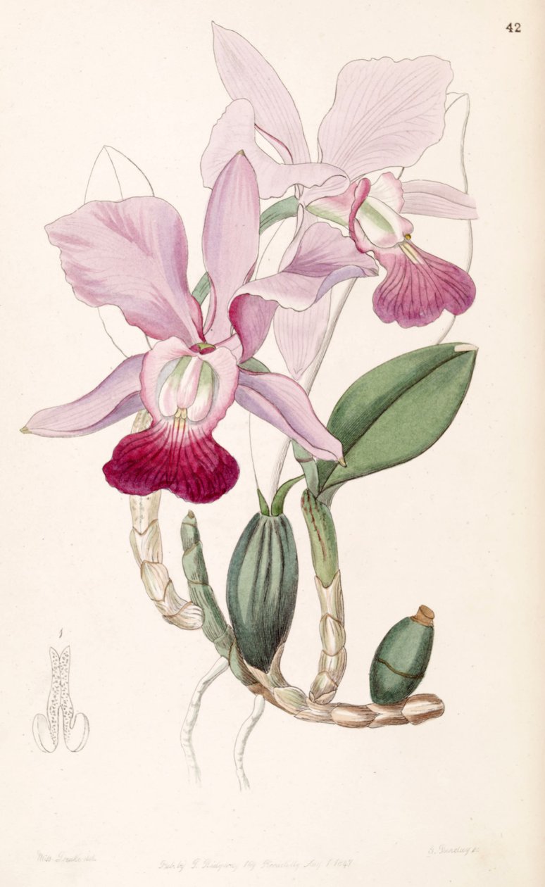 Cattleya walkeriana（同義語としてCattleya bulbosa） 作： ミス・ドレイク