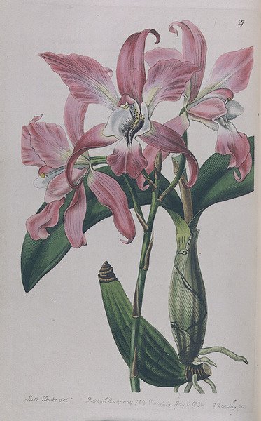 Coryanthes MacranthaがI. Ridgwayから出版された、1839年 作： ミス・ドレイク