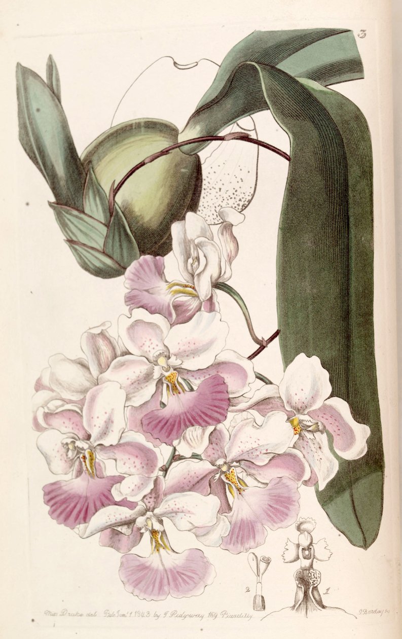Cuitlauzinaドリフト（同種Oncidium citrosmum） 作： ミス・ドレイク
