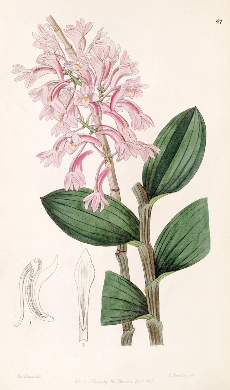Dendrobium hasseltii（syn。Dendrobium kuhliiとして） 作： ミス・ドレイク