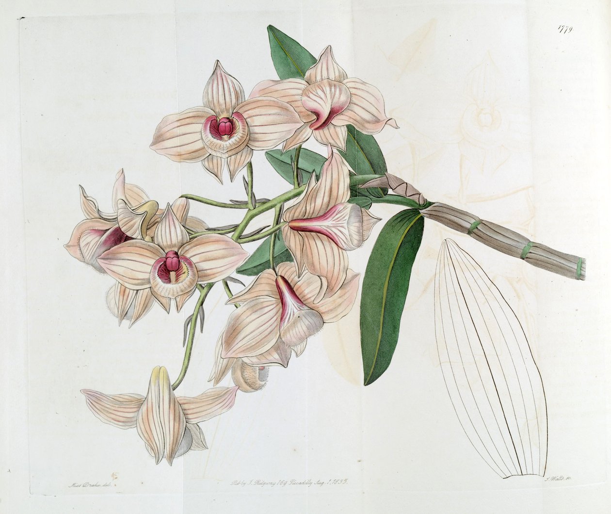 Dendrobium moschatum（syn。Dendrobium cupreumとして） 作： ミス・ドレイク