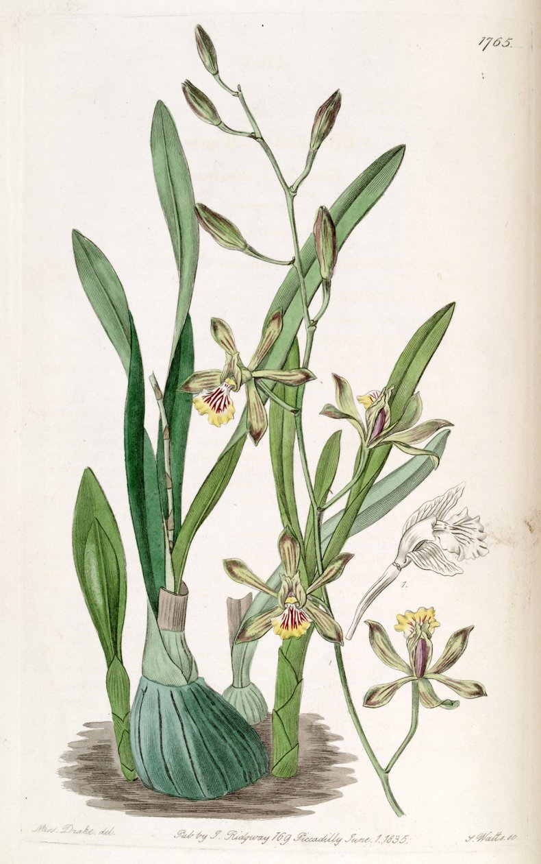 Encyclia gracilis（syn。Epidendrum gracileとして） 作： ミス・ドレイク