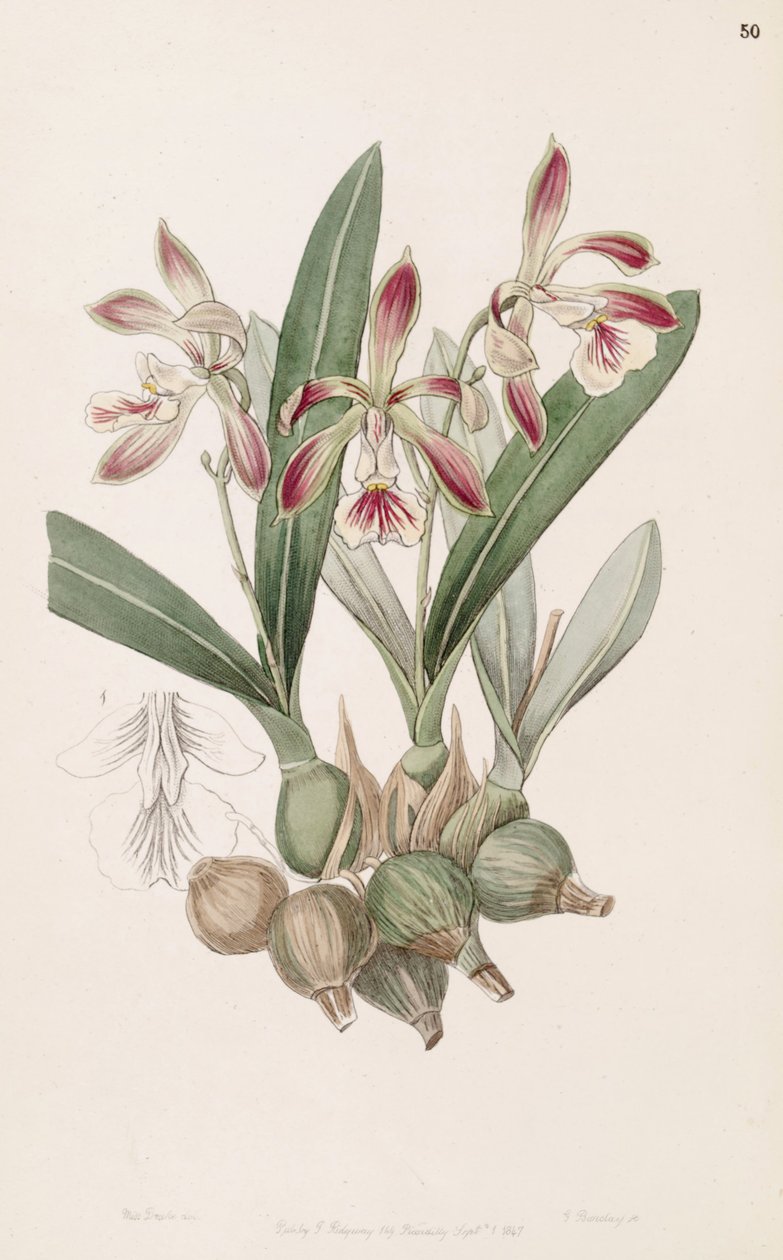 Encyclia pyriformis（syn。Epidendrum pyriformeとして） 作： ミス・ドレイク