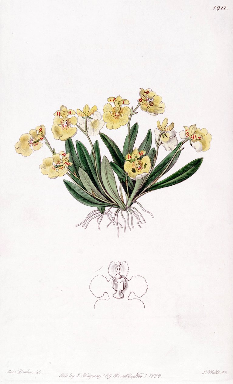ビーナス・コムガリ（同種Oncidioides iridifolium） 作： ミス・ドレイク