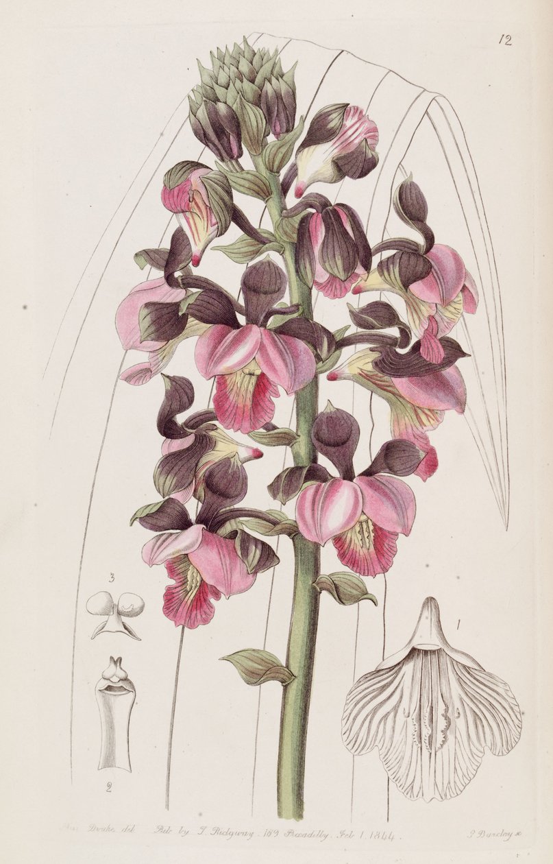 Eulophia rosea（syn。Lissochilus roseusとして） 作： ミス・ドレイク