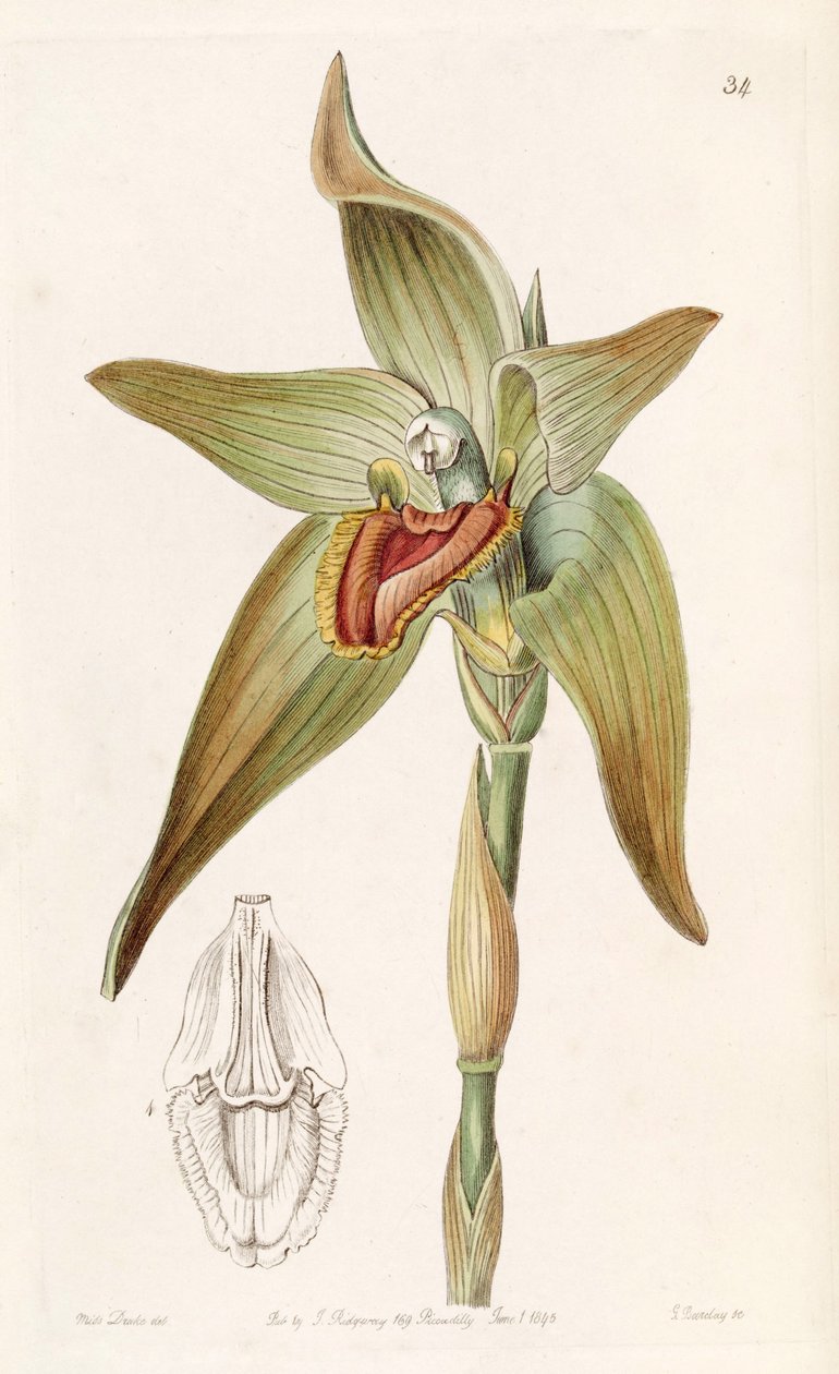 Ida giganteaまたはSudamerlycaste gigantea（syn。Lycaste giganteaとして） 作： ミス・ドレイク