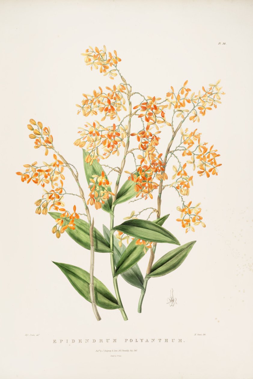 Epidendrum polyanthumのイラスト 作： ミス・ドレイク