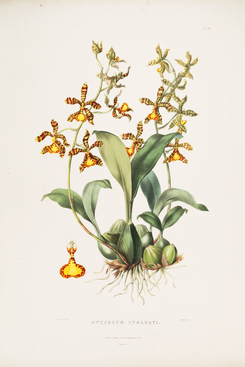 Rossioglossum insleayi（syn。Oncidium insleayiとして）のイラスト 作： ミス・ドレイク