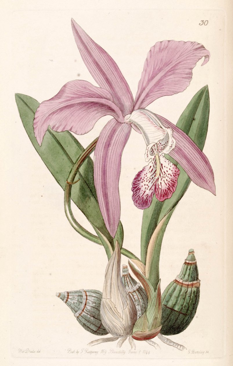 Laelia speciosa（syn。Laelia majalisとして） 作： ミス・ドレイク