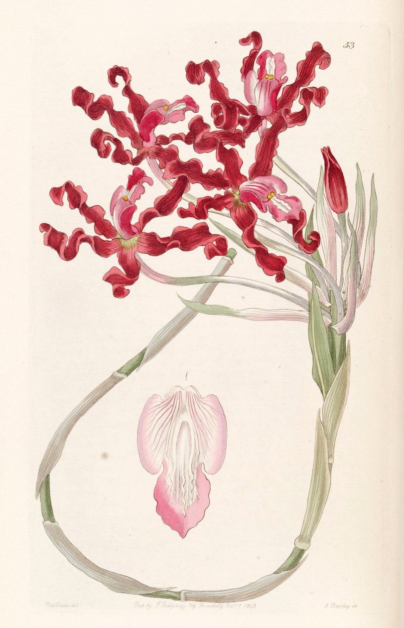 Laelia undulata（syn。Schomburgkia undulataとして） 作： ミス・ドレイク