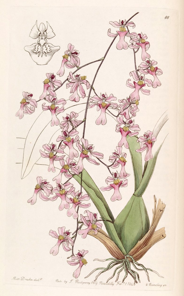 Oncidium ornithorhynchum 作： ミス・ドレイク