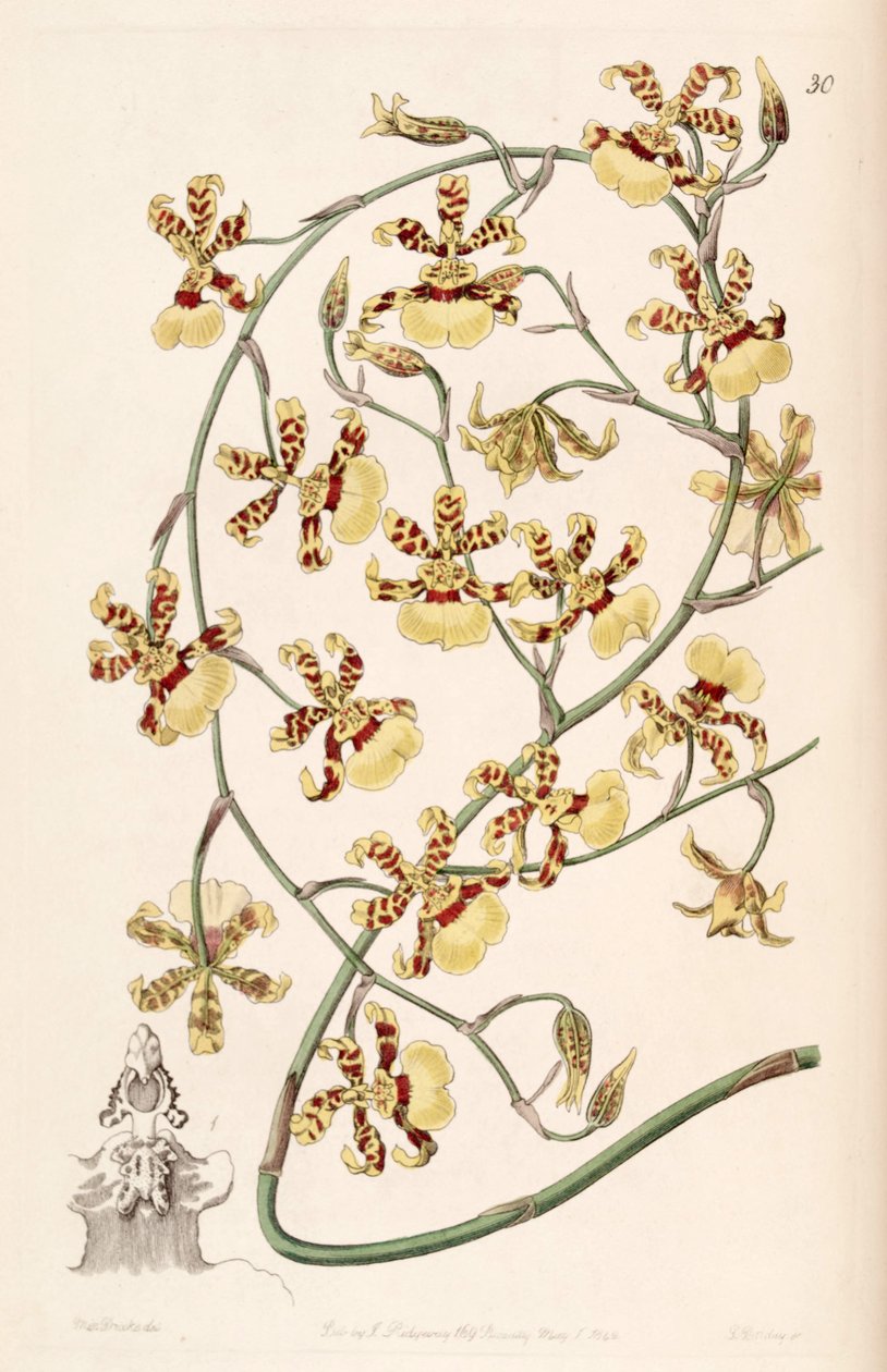 Oncidium sphacelatum 作： ミス・ドレイク