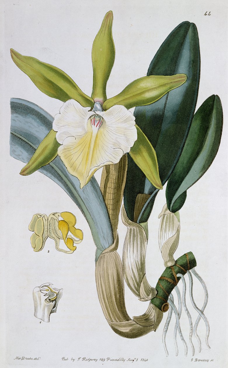 オーキッド：Brassavola glauca、I。Ridgway刊、1846年 作： ミス・ドレイク