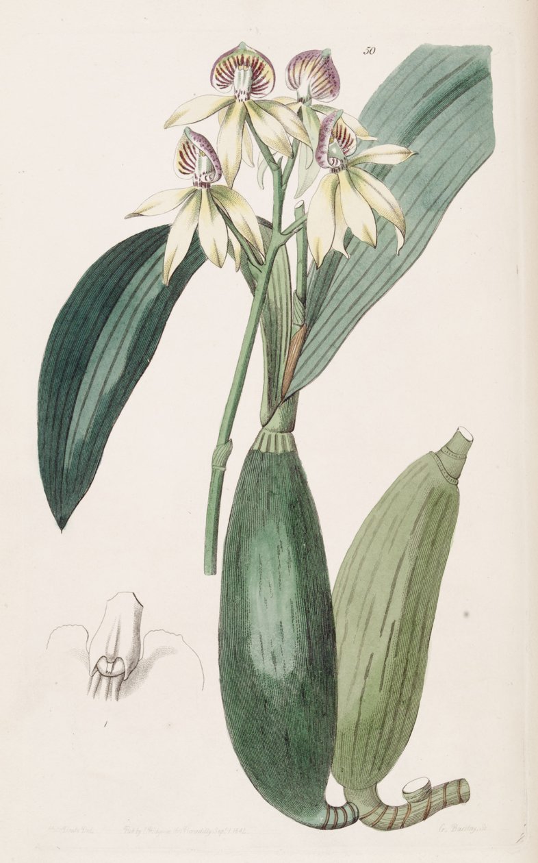 Prosthechea cochleata（syn。Epidendrum lancifoliumとして） 作： ミス・ドレイク