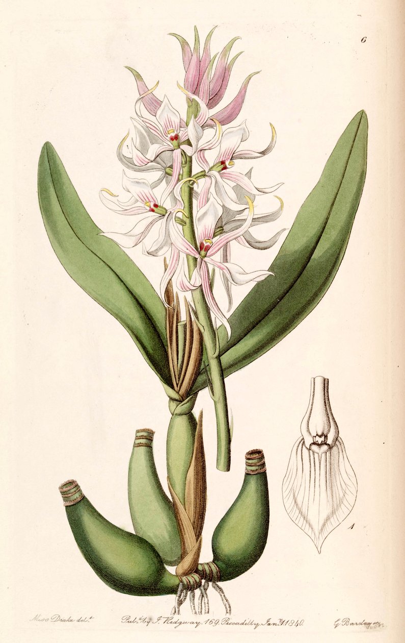 Prosthechea glumacea（syn。Epidendrum glumaceumとして） 作： ミス・ドレイク