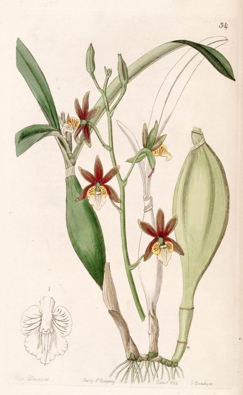 Prosthechea pterocarpa（syn。Epidendrum pterocarpumとして） 作： ミス・ドレイク