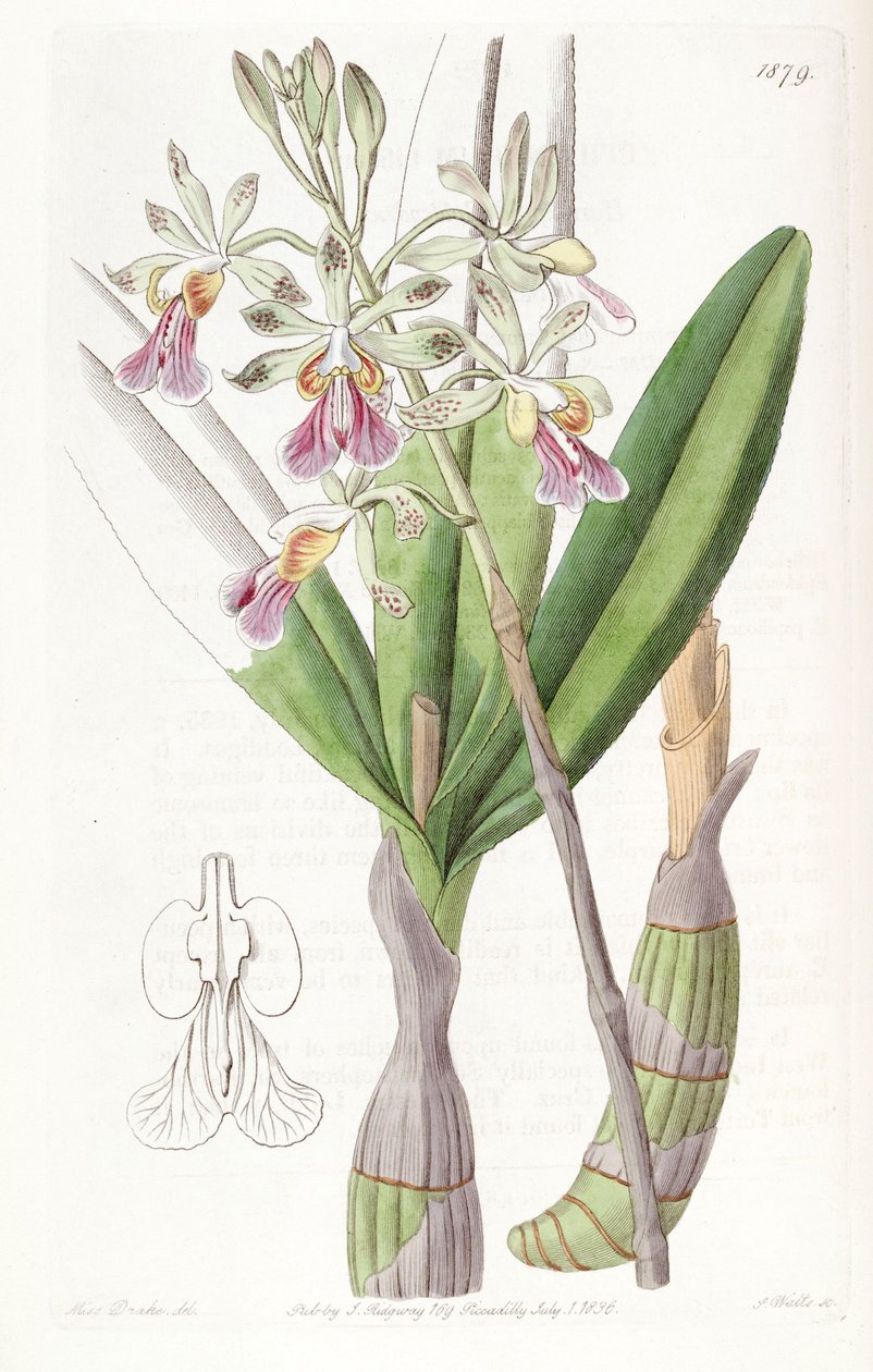 Psychilis bifida（syn。Epidendrum bifidumとして） 作： ミス・ドレイク