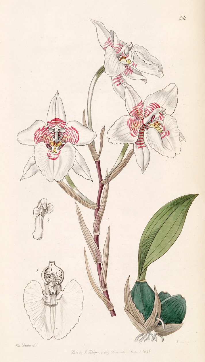 Rhynchostele cervantesii（syn。Odontoglossum membranaceumとして） 作： ミス・ドレイク