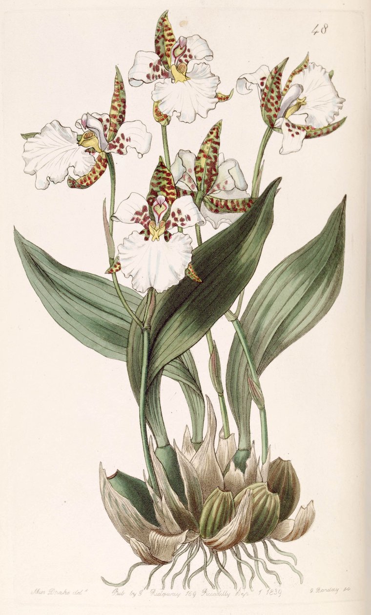 Rhynchostele rossii（syn。Odontoglossum rossiiとして） 作： ミス・ドレイク