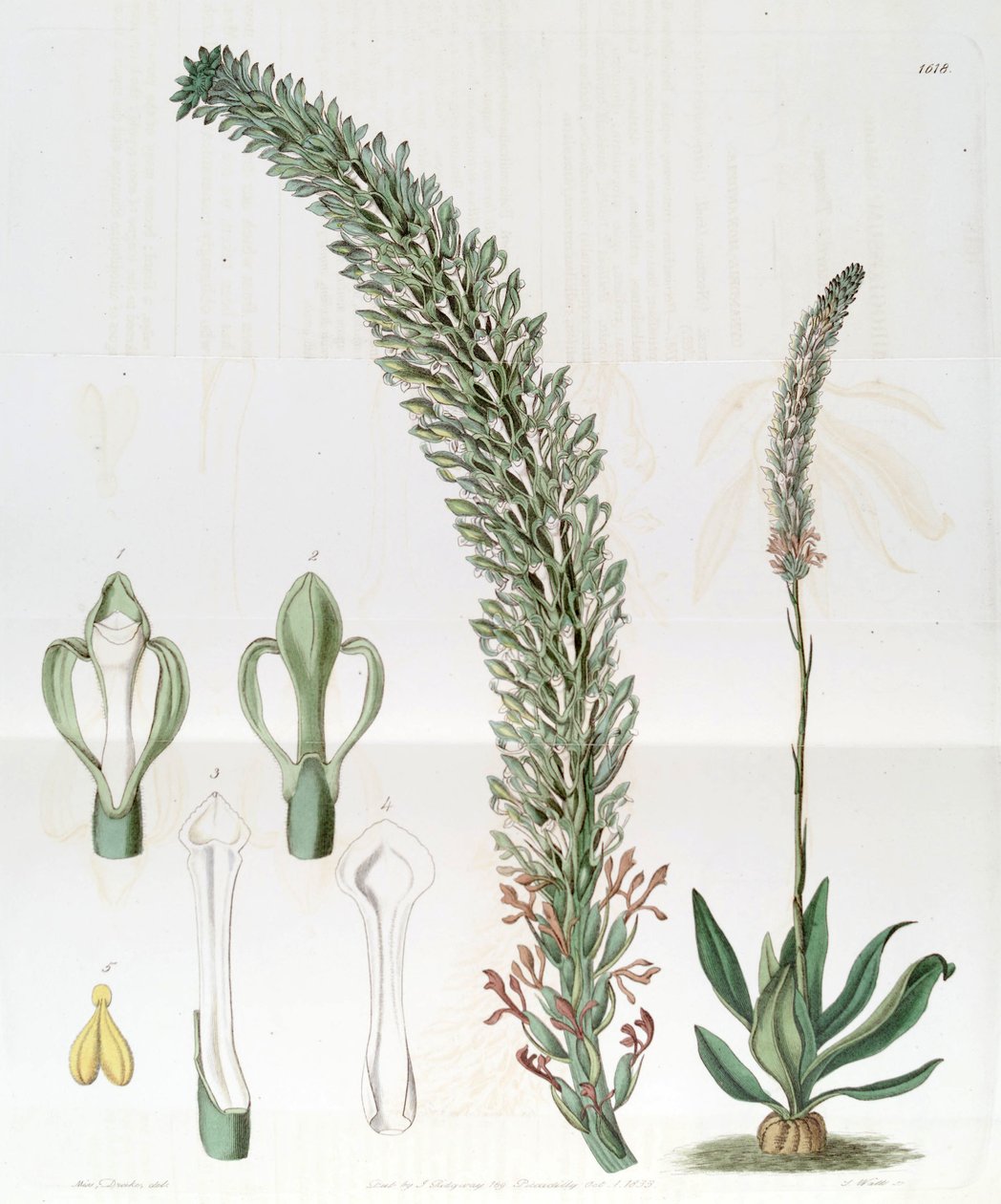 光沢のあるSauroglossum（syn。Sauroglossum wave） 作： ミス・ドレイク