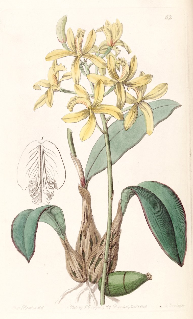 Sophronitis crispata（syn。Laelia flavaとして） 作： ミス・ドレイク