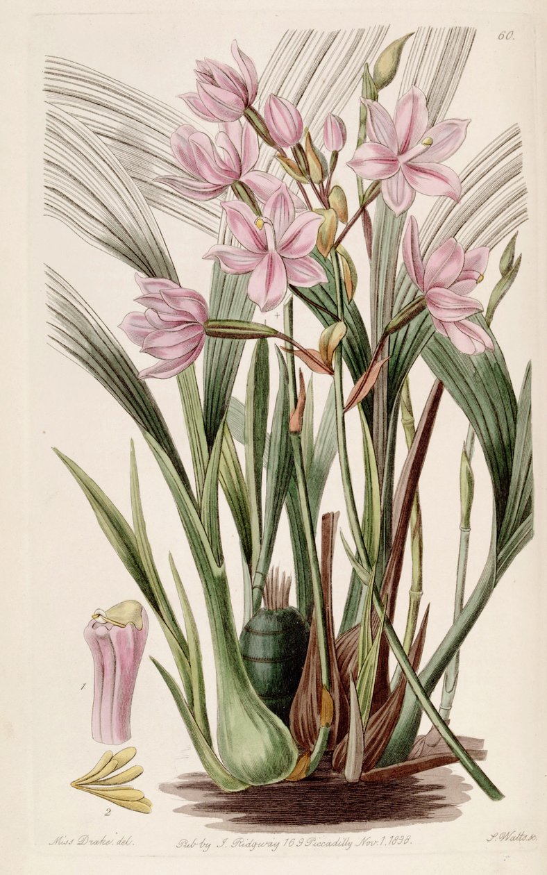 Spathoglottis plicata（syn。Paxtonia roseaとして） 作： ミス・ドレイク