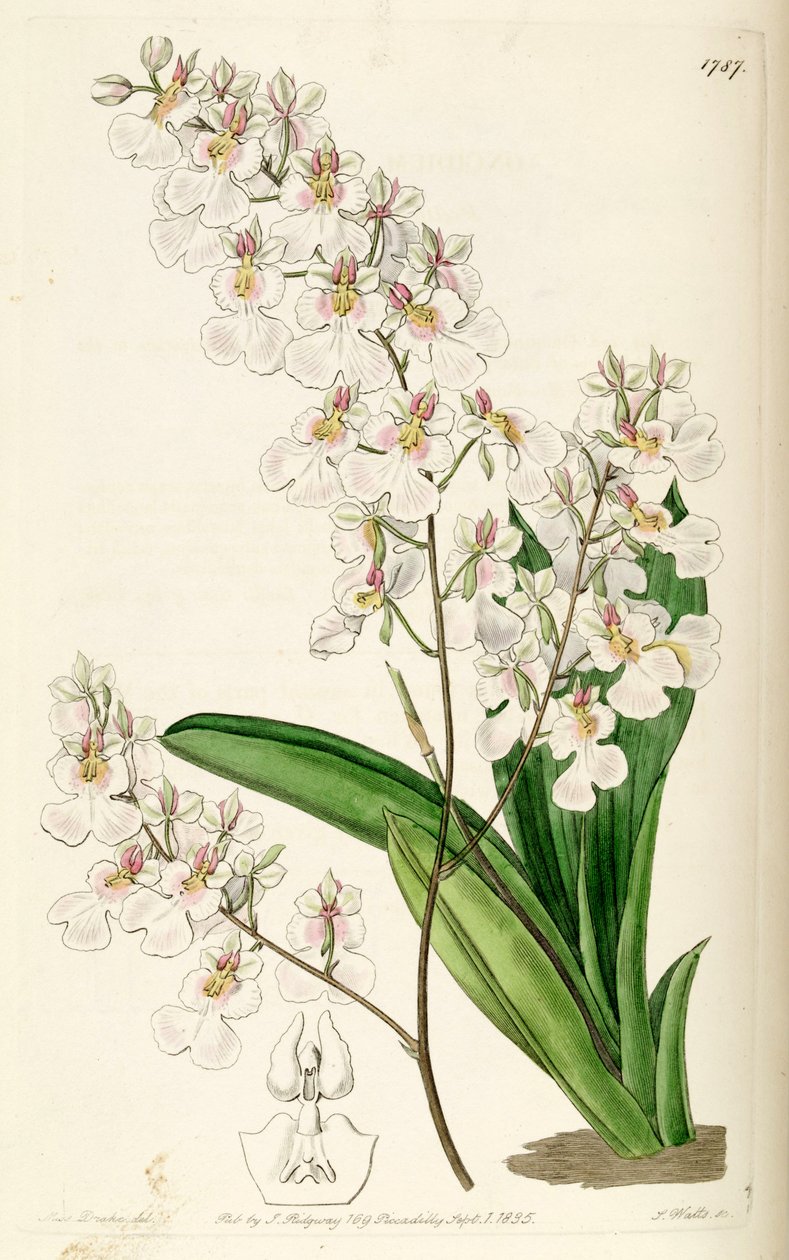 Kramerianum posticalis（同種Oncidioides STAR） 作： ミス・ドレイク
