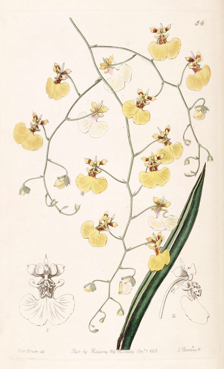 Tolumnia urophylla（同種Oncidium urophyllum） 作： ミス・ドレイク