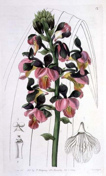 Orchis Lissochilus Roseus、I. Ridgway発行。 作： ミス・ドレイク