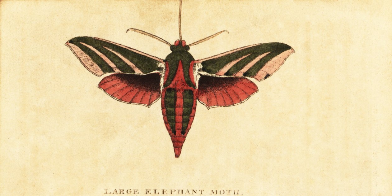 エレファントホークモス、deilephila elpenor。、1800（彫刻） 作： モーゼス・ハリス