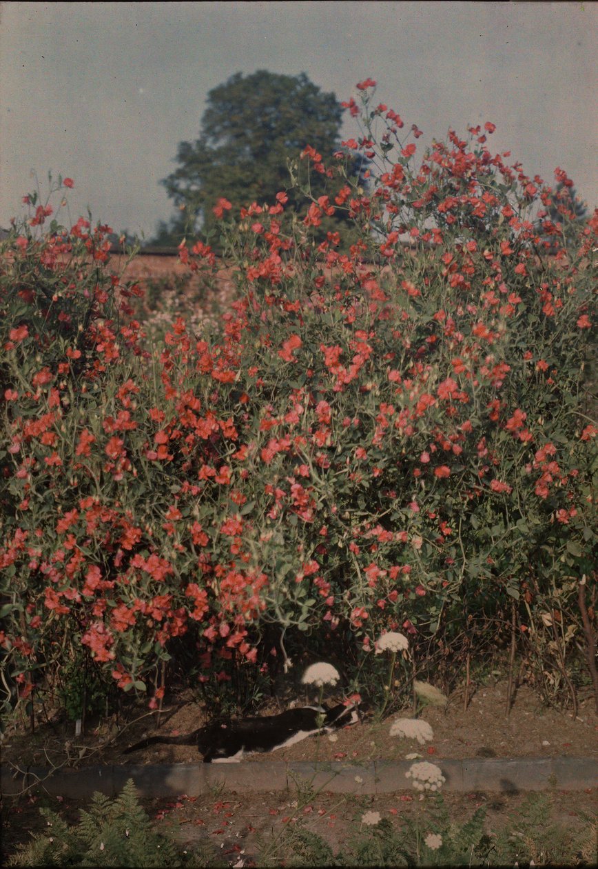 猫とスイートピー、カリフォルニア州。 1907年。 作： モス