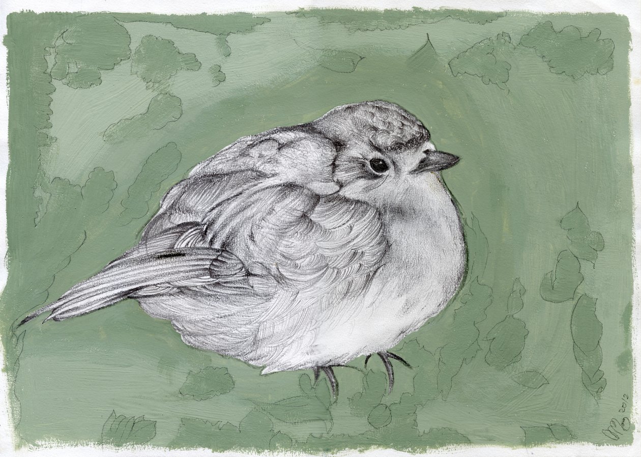 Plump Little Robin、2012年（ガッシュ、紙に鉛筆） 作： ナンシーモニスチャラランブー