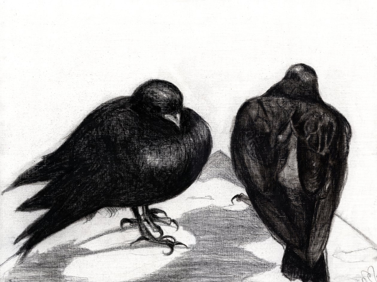 深刻な鳩の状況、2012、（紙に木炭） 作： ナンシーモニスチャラランブー