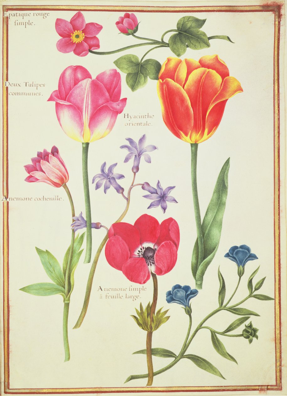 PD.109-1973.f40 Flower Studies（WC on vellum） 作： ニコラス・ロバート