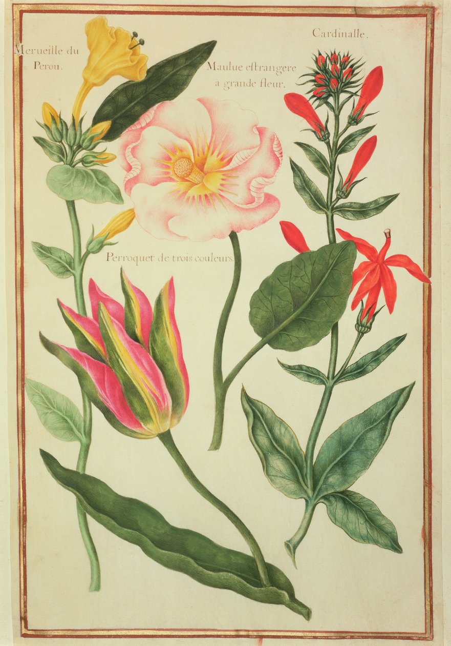 PD.109-1973.f41 Flower Studies（WC on vellum） 作： ニコラス・ロバート