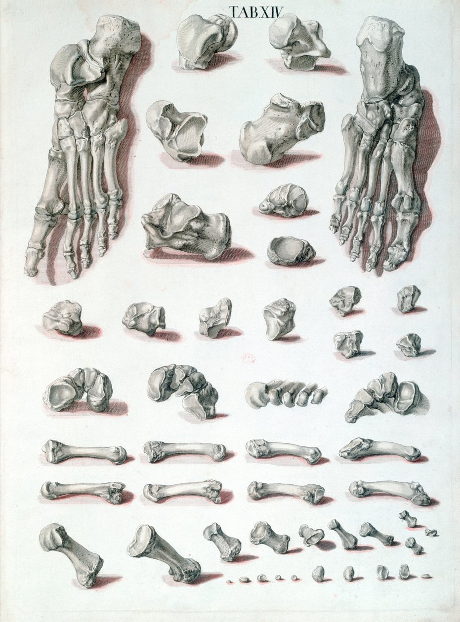 G. Lichtensteger、1767年に刻まれたクリストフジェイコブトリュー（1695-1769）によるタブラエ骨学からの足の骨 作： アイゼンベルガーの後のニコラウス・フリードリヒ