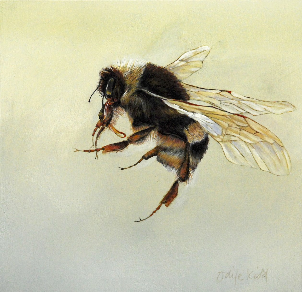 Bombus terrestris 4, 2011 （アクリル、木） 作： オディール・キッド